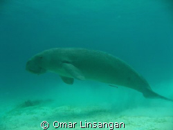 The shy and happy dugong by Omar Linsangan 